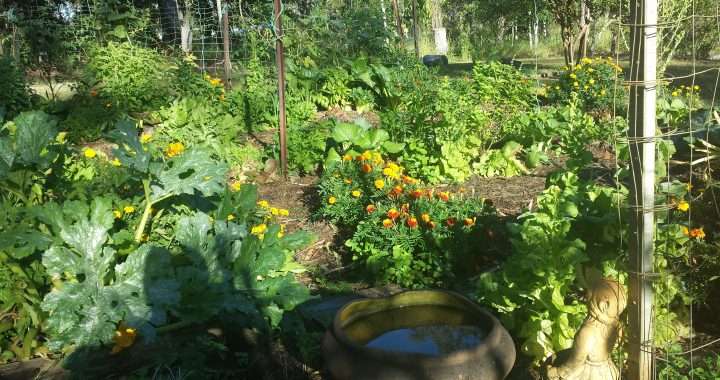 Vegetable garden water saving tips