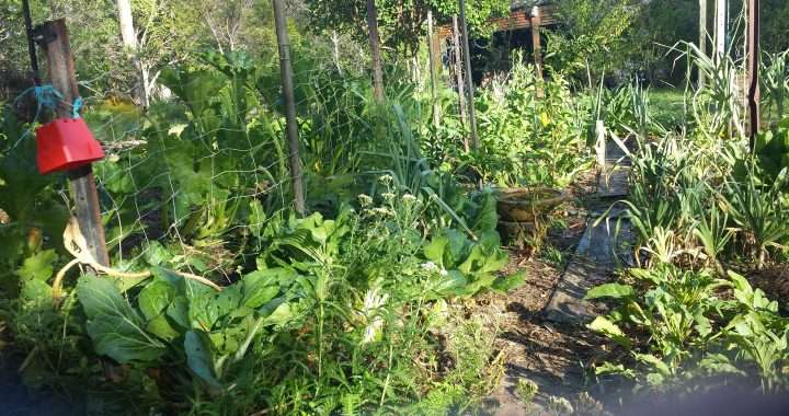 Controlling weeds organically in your vegetable garden