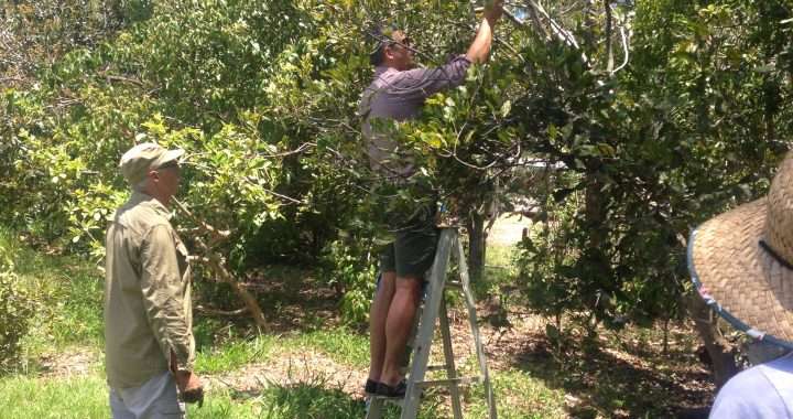 Managing fruit trees with biodynamic methods in your organic orchard