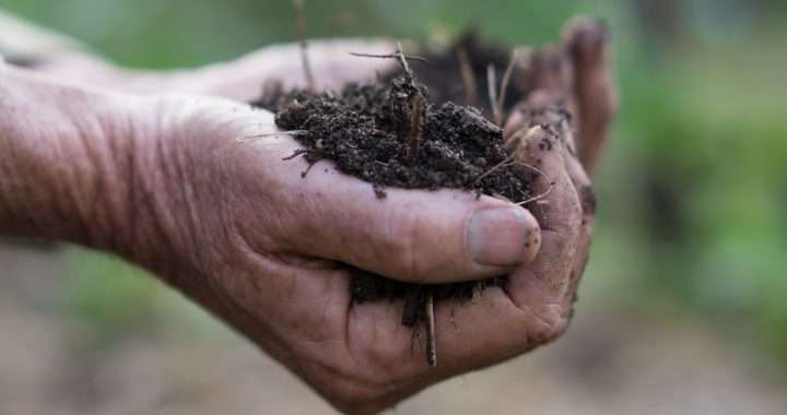 Understanding soil in your organic and biodynamic garden