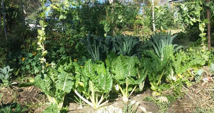 Spring experience in a sub tropical climate vegetable garden