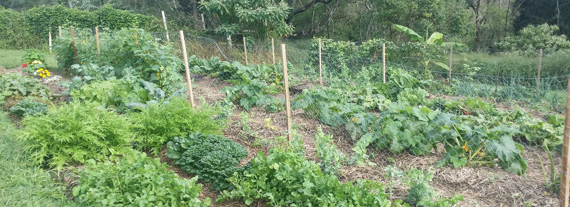 Self sufficiency from your vegetable and herb garden