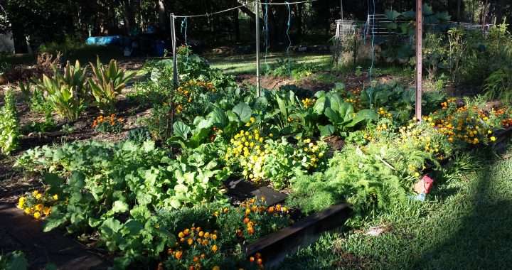 Growing marigolds and nasturtiums in your vegetable garden – essential for any organic garden
