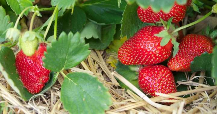 Growing strawberries organically