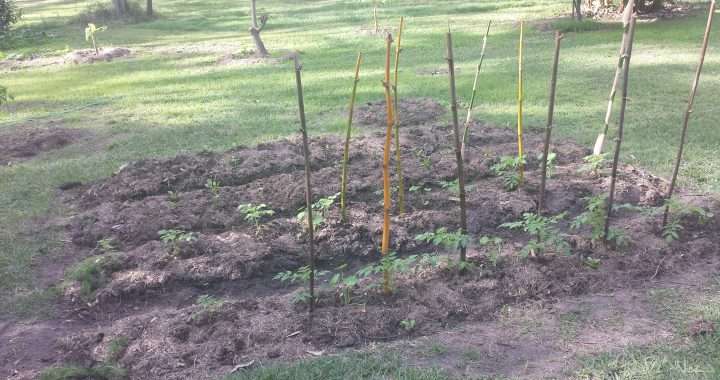 Low cost vegetable garden from your lawn – design tips