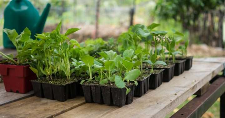Planting vegetable seeds – open pollinated, hybrid or GMO?