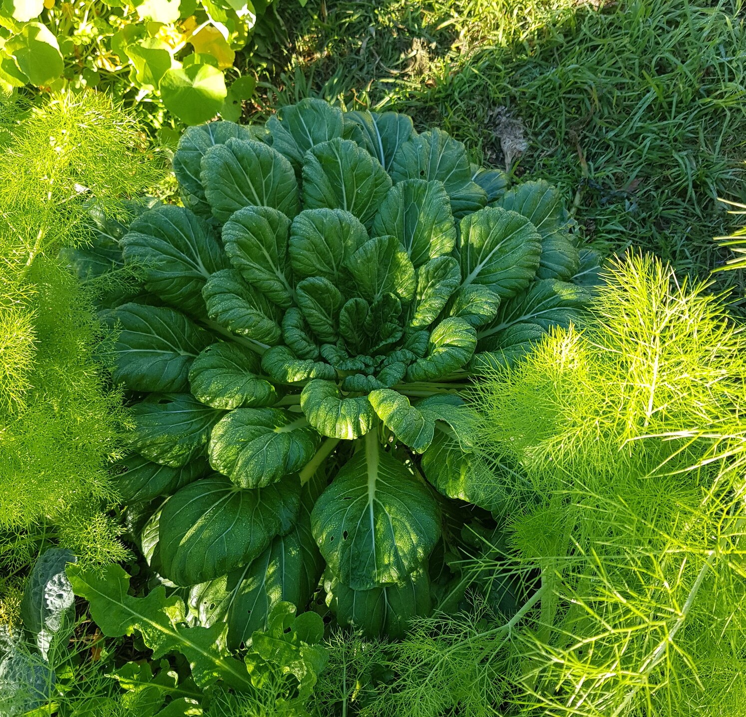 Vegetable garden plant vitality