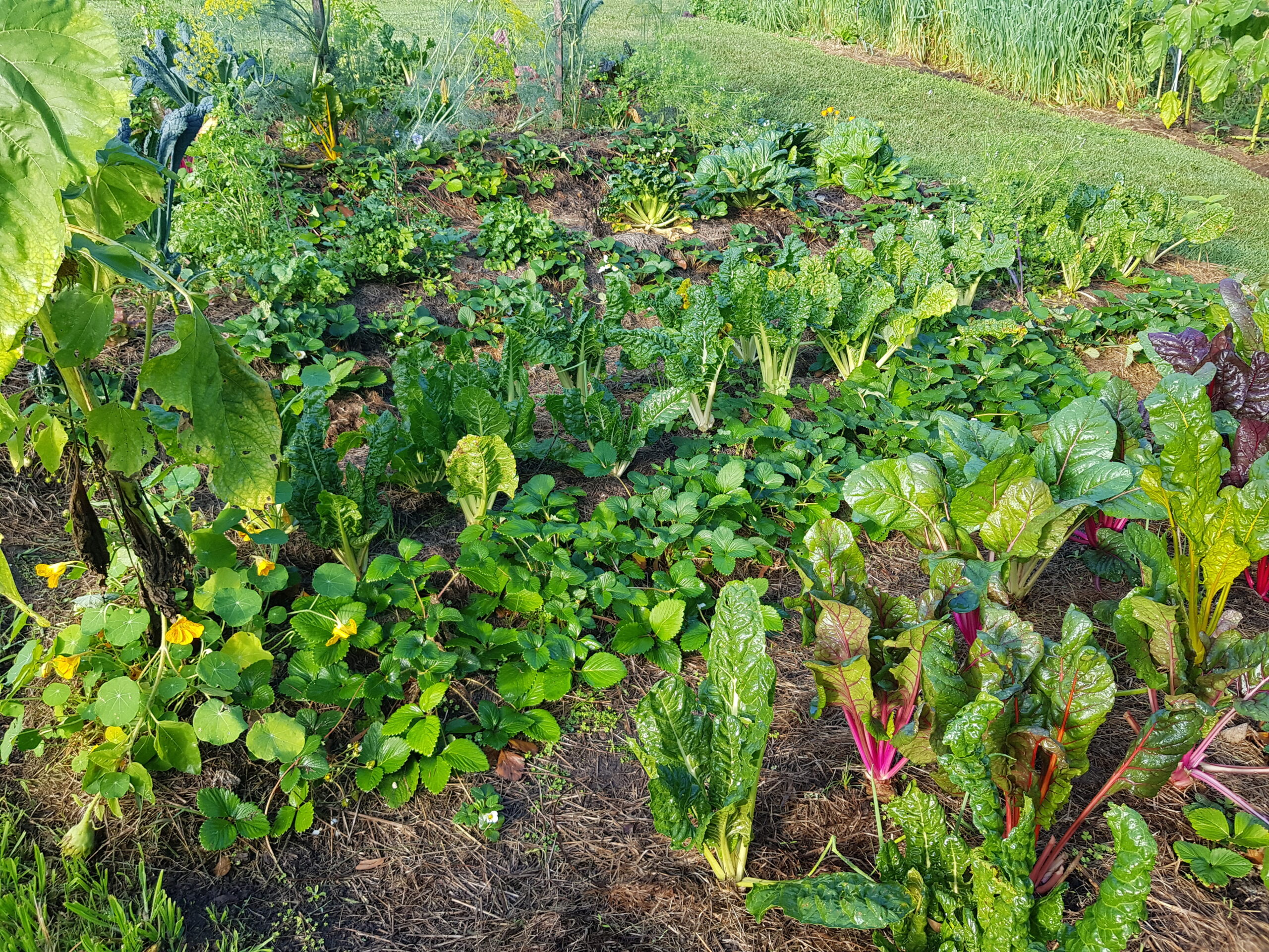 Spring subtropical vegetable garden